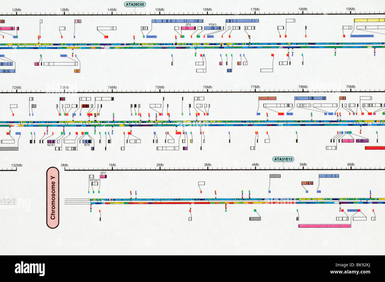 La carte du génome humain a porté sur le chromosome Y. Banque D'Images