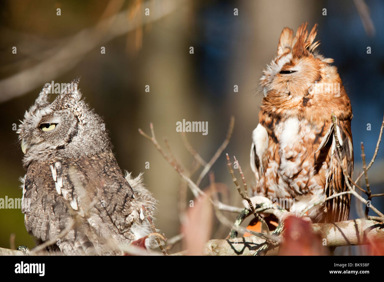 Ces Screech Owls orientale au parc d'État Pocomoke River dans le Maryland sont sous les soins de la National Park Service. Banque D'Images