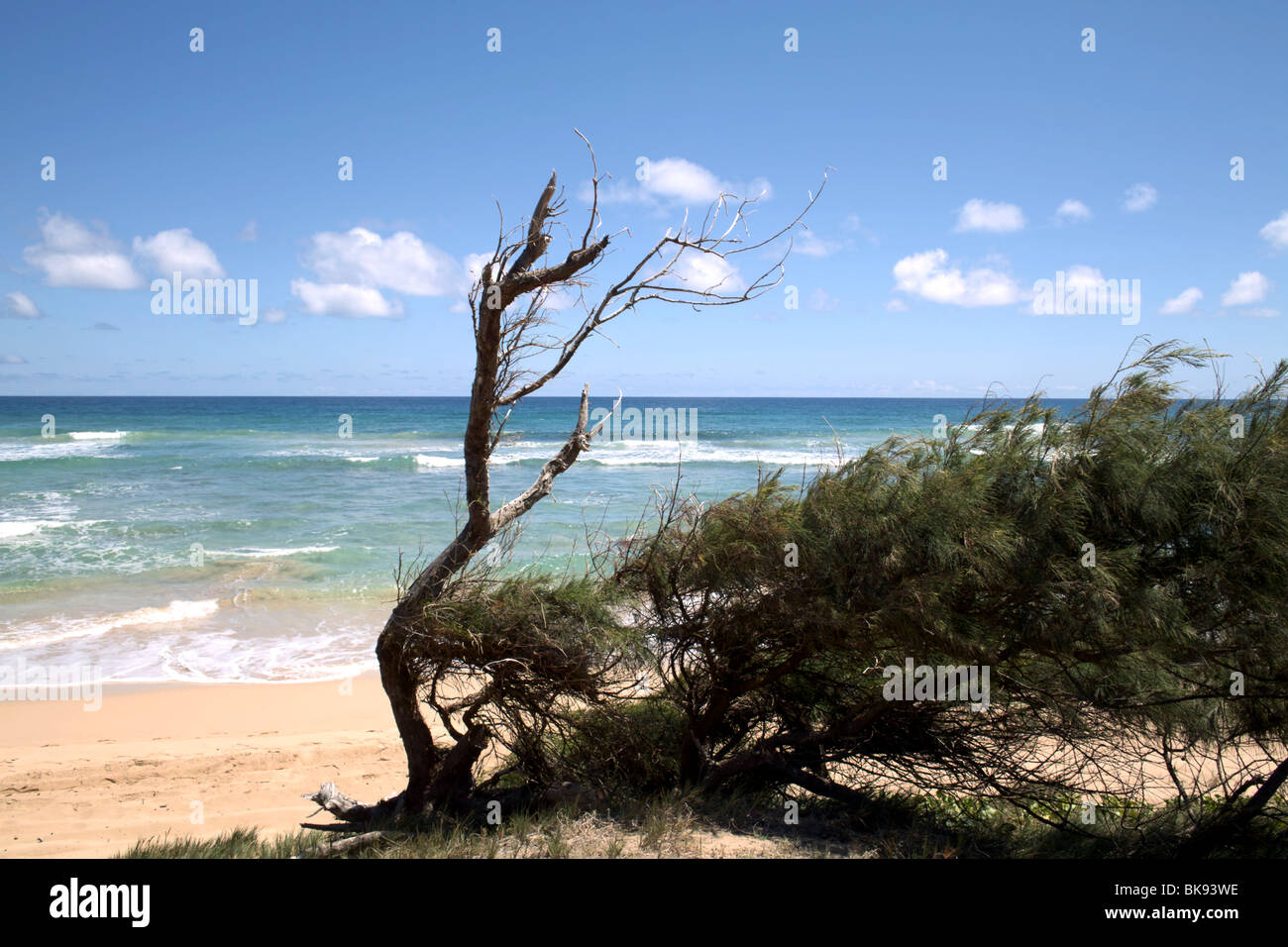 Rabougries et casuarina tree balayées par Nukuolii Beach East Shore Kauai HI Banque D'Images