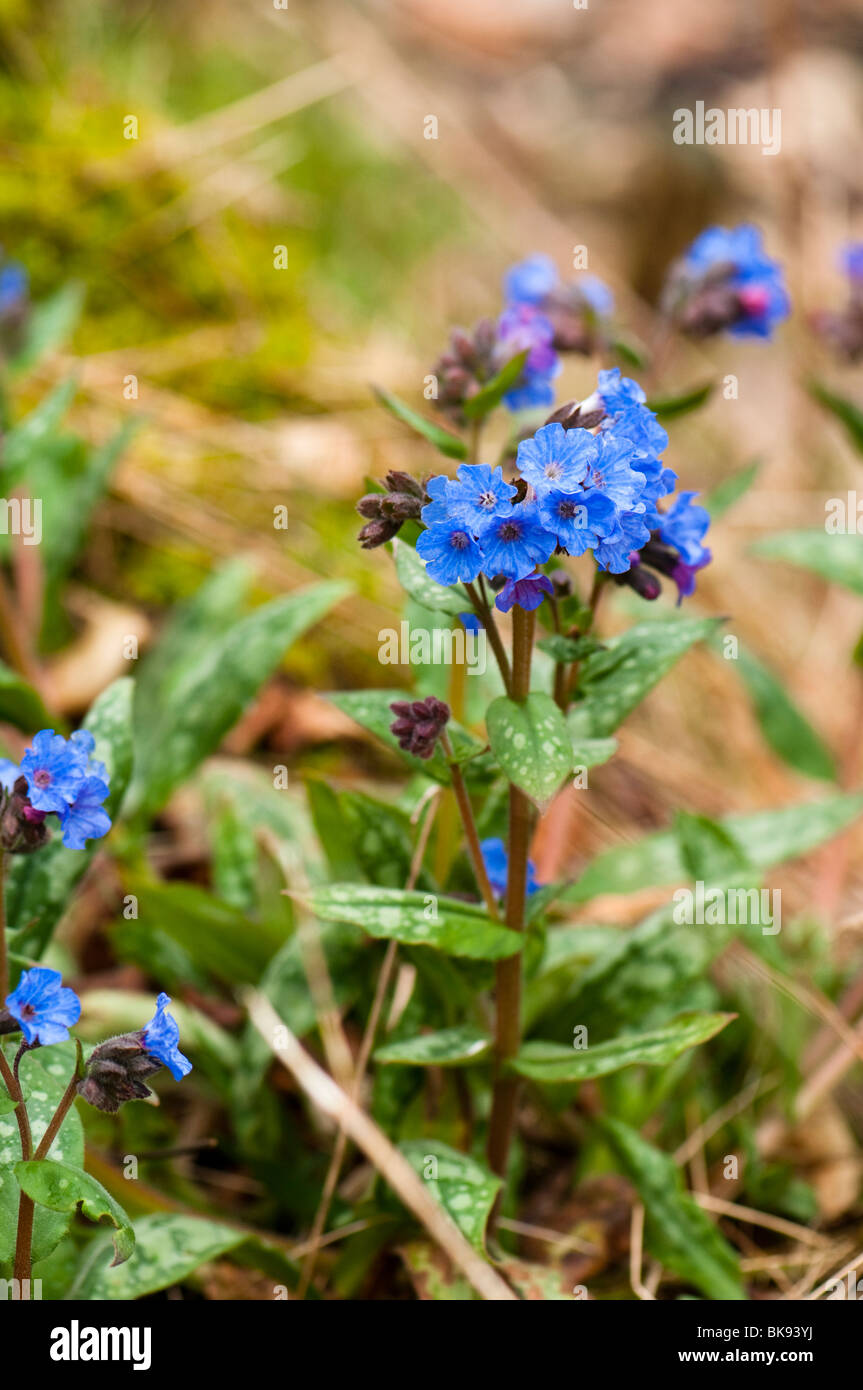 Pulmonaria officinalis commune, herbe, à l'Eden Project à Cornwall en mars Banque D'Images