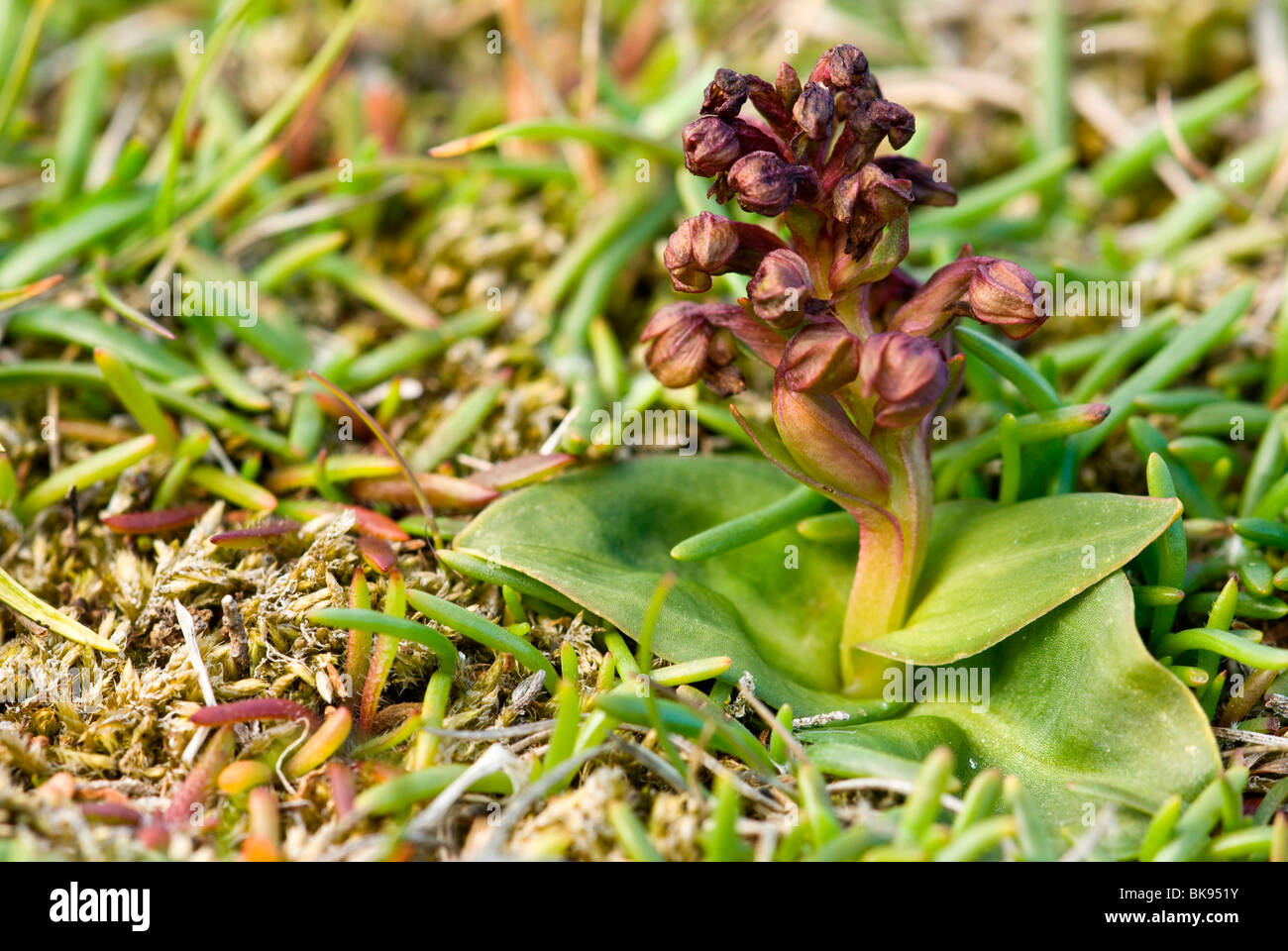 Orchidée grenouille (Coeloglossum viride) dans un pré, Fair Isle, Shetland, Écosse, Royaume-Uni, Europe Banque D'Images
