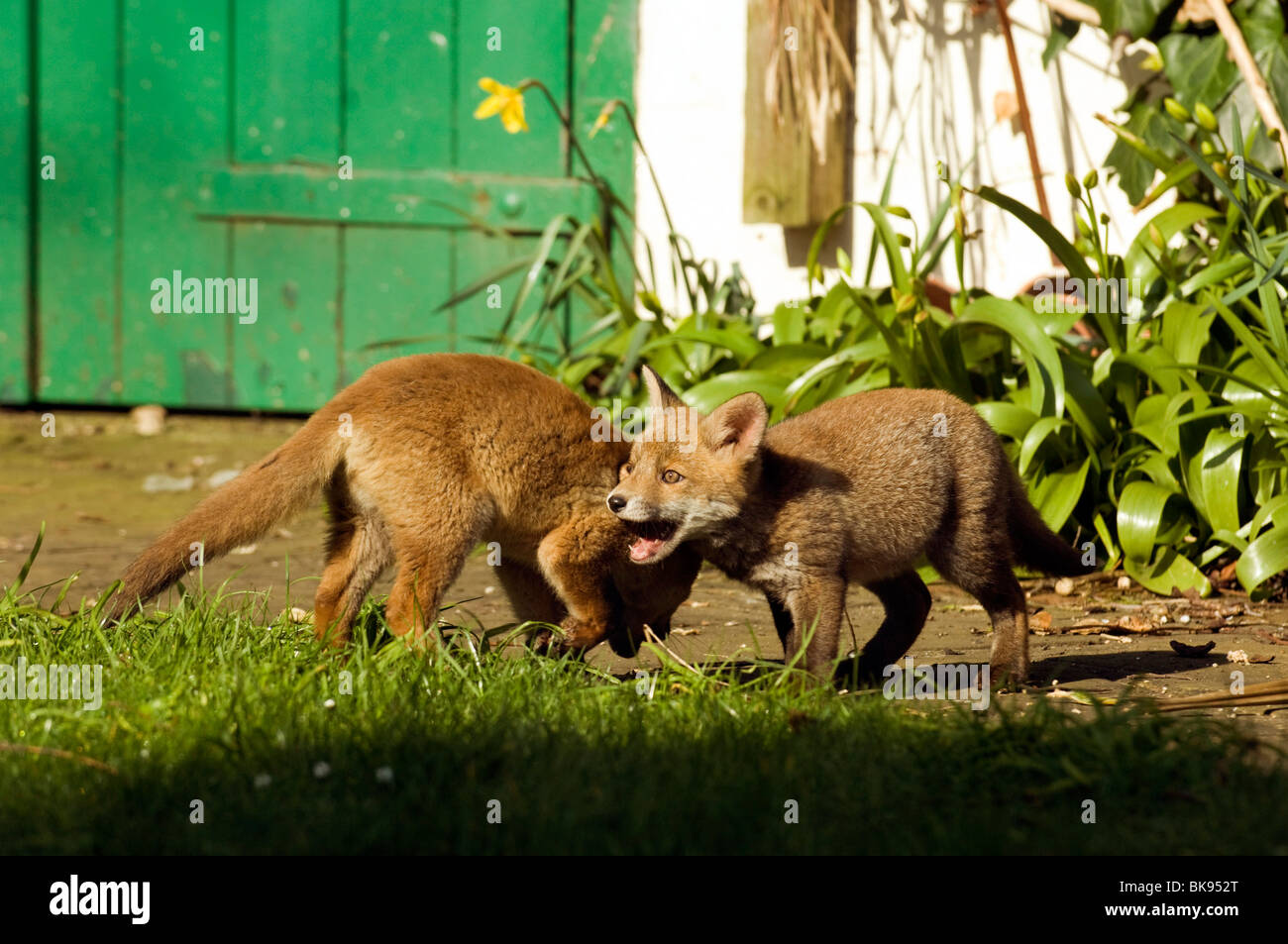 Deux fox cubs jouent dans le soleil du printemps dans un jardin de Sussex Banque D'Images