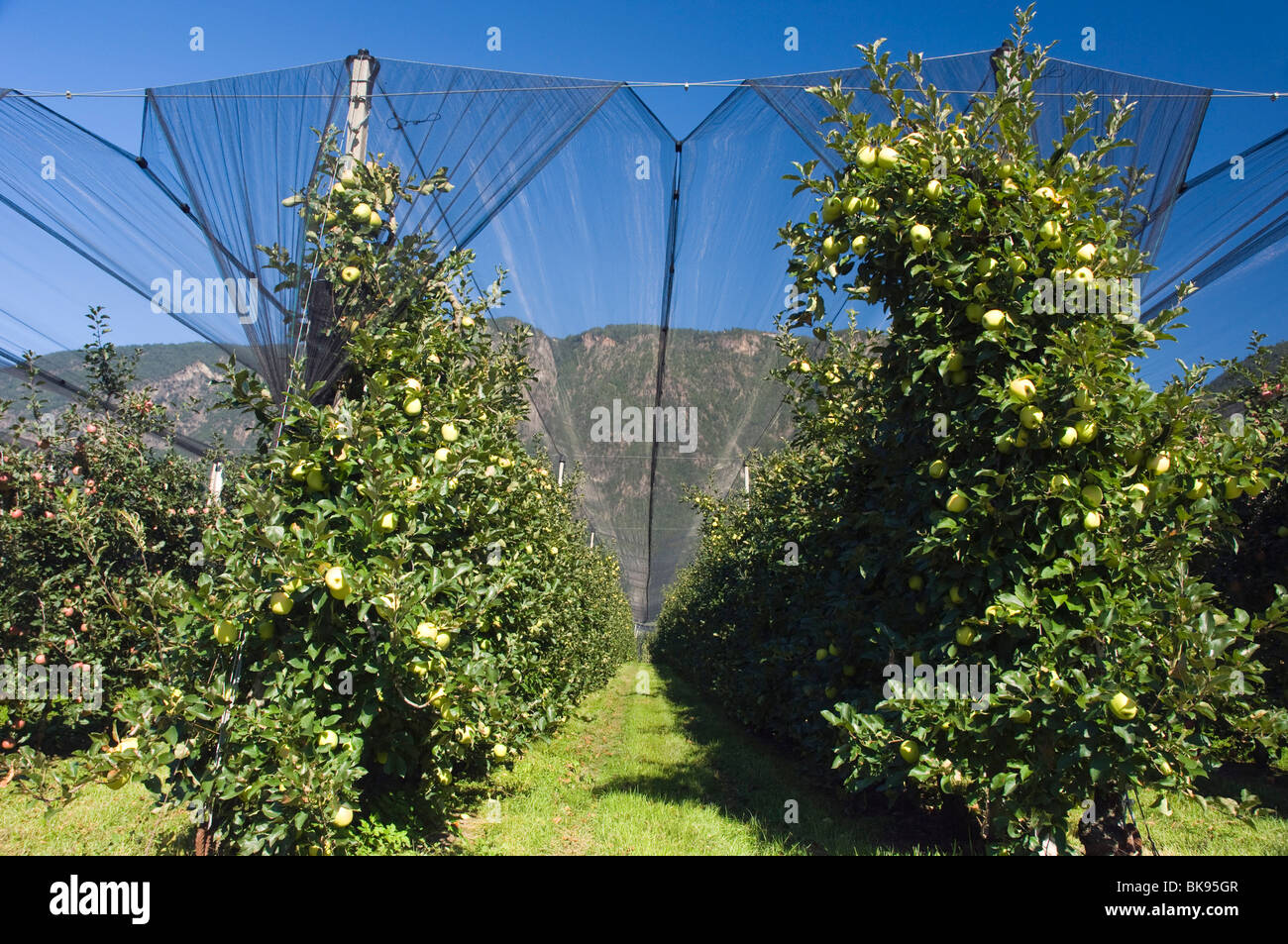 Apple orchard, Nalles, le Trentin, le Tyrol du Sud, Italie, Europe Banque D'Images