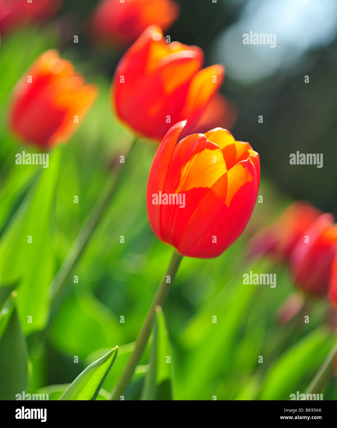 Les tulipes de l'espèce CASSINI ORANGE Photo Stock - Alamy