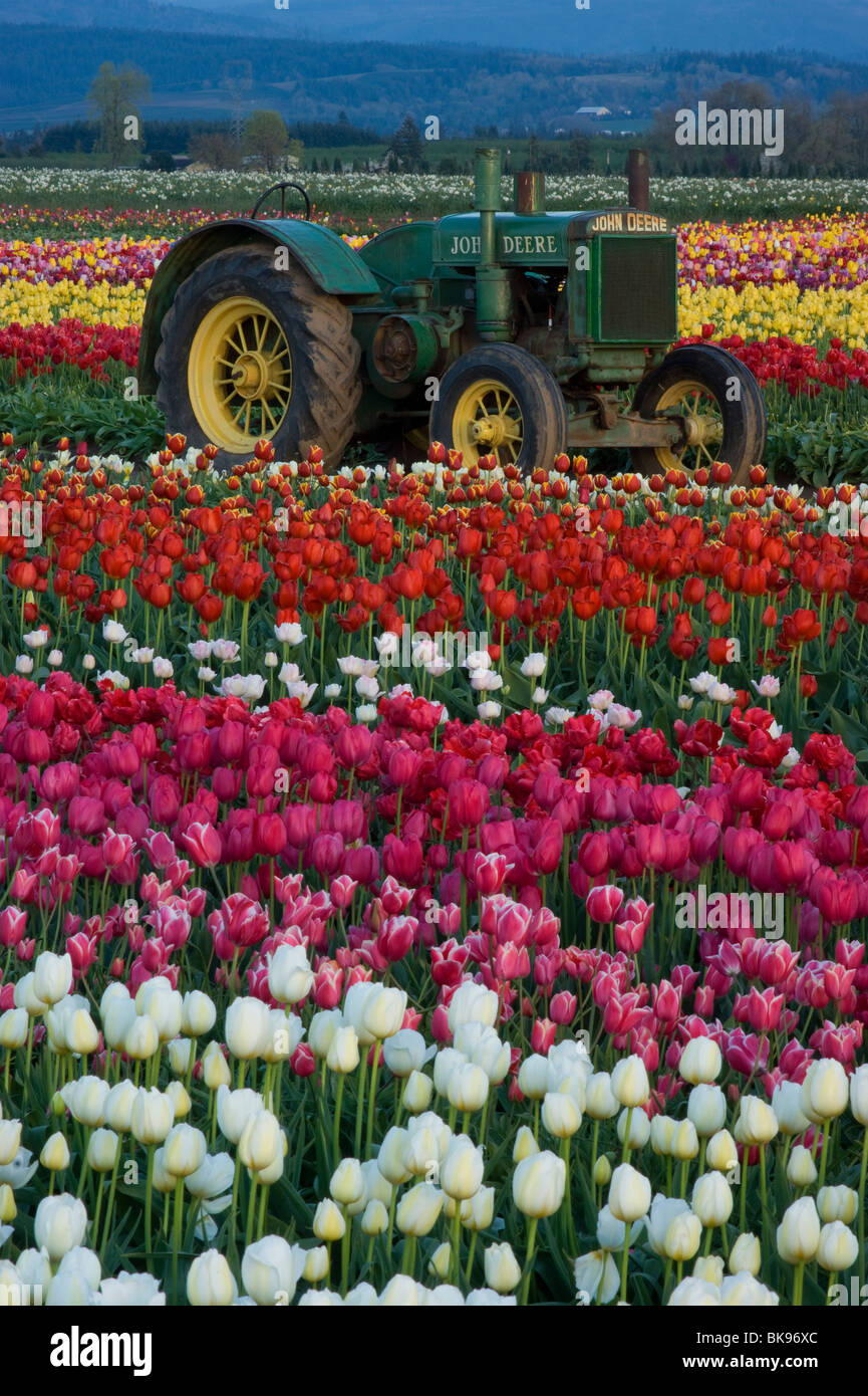 Champ de tulipes, fleurs et d'un tracteur John Deere Banque D'Images