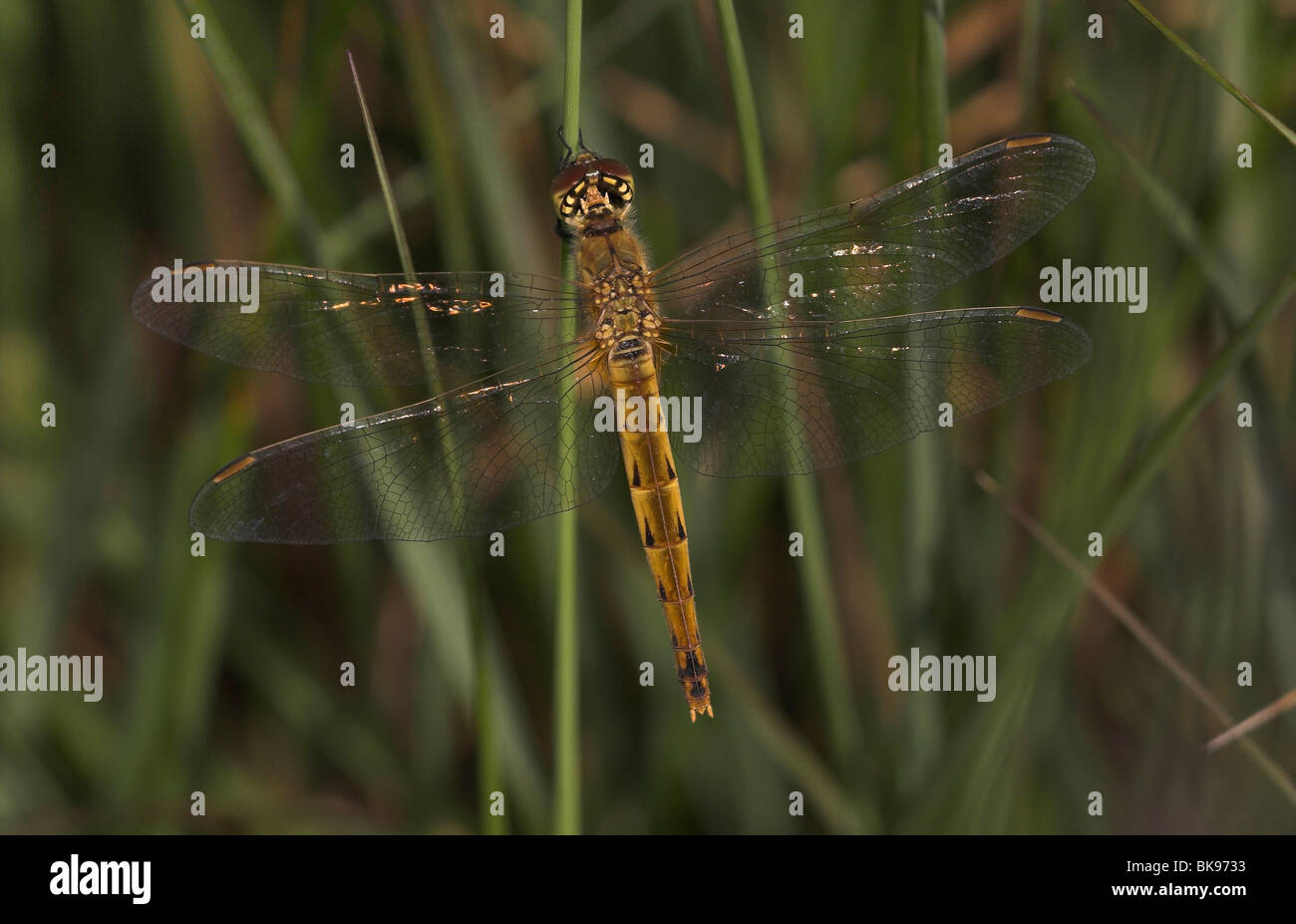 Sympetrum depressiusculum Oostduinkerke, heidelibel, Sympetrum depressiusculum. Banque D'Images