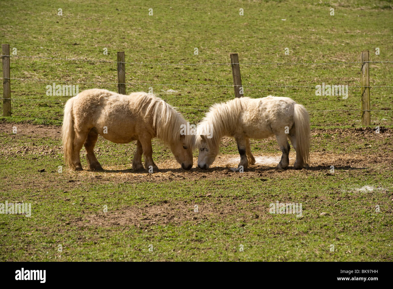 L'élevage poneys Shetland, les animaux paître dans un champ de Buckinghamshire Banque D'Images