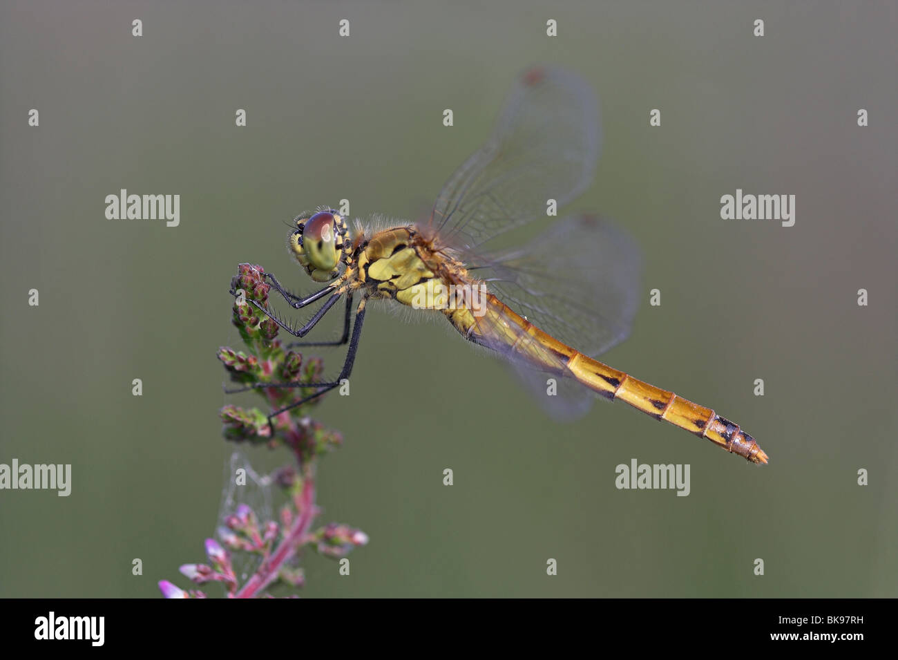 Sympetrum depressiusculum vue du côté féminin Banque D'Images