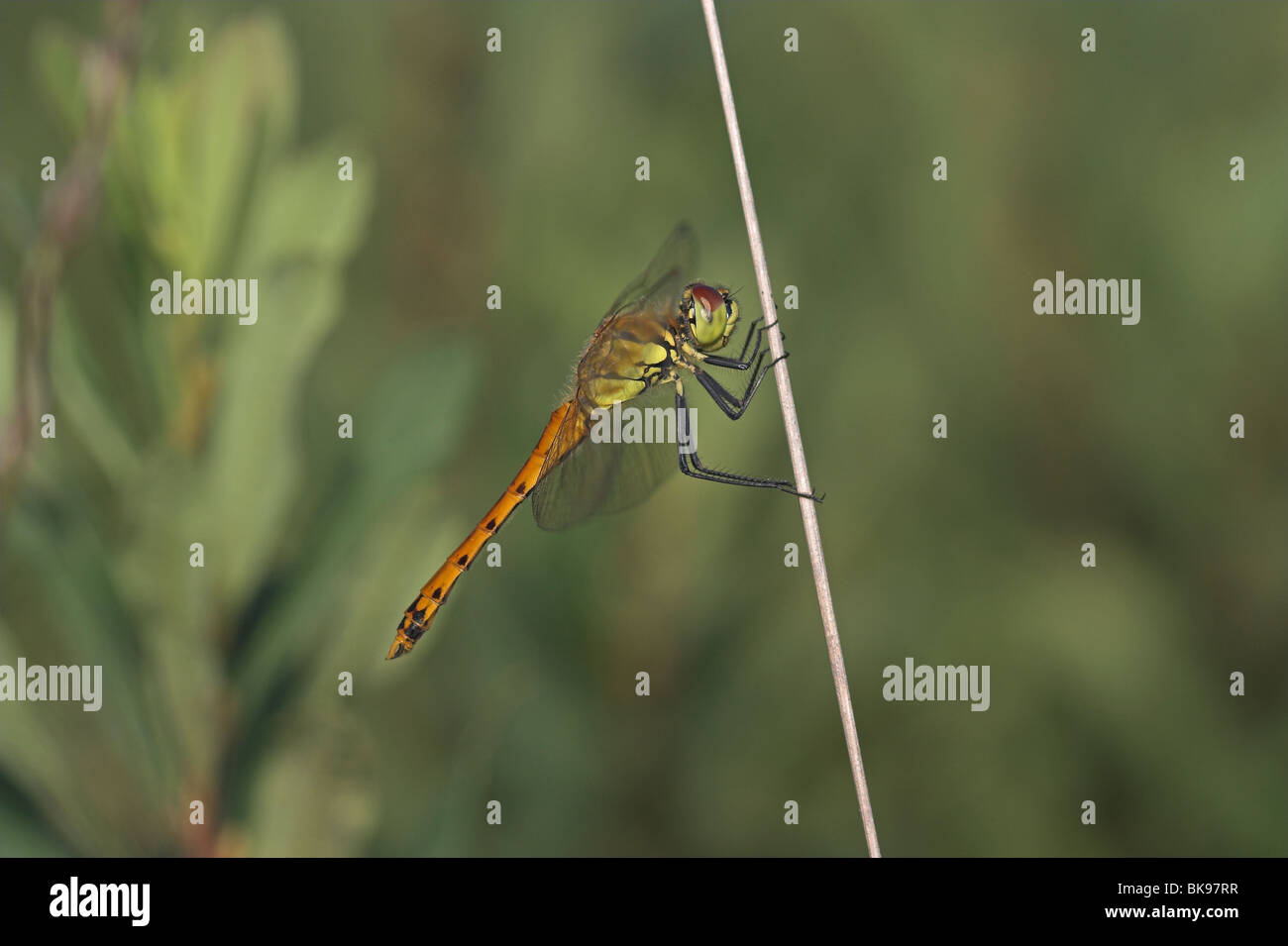 Sympetrum depressiusculum vue du côté masculin Banque D'Images