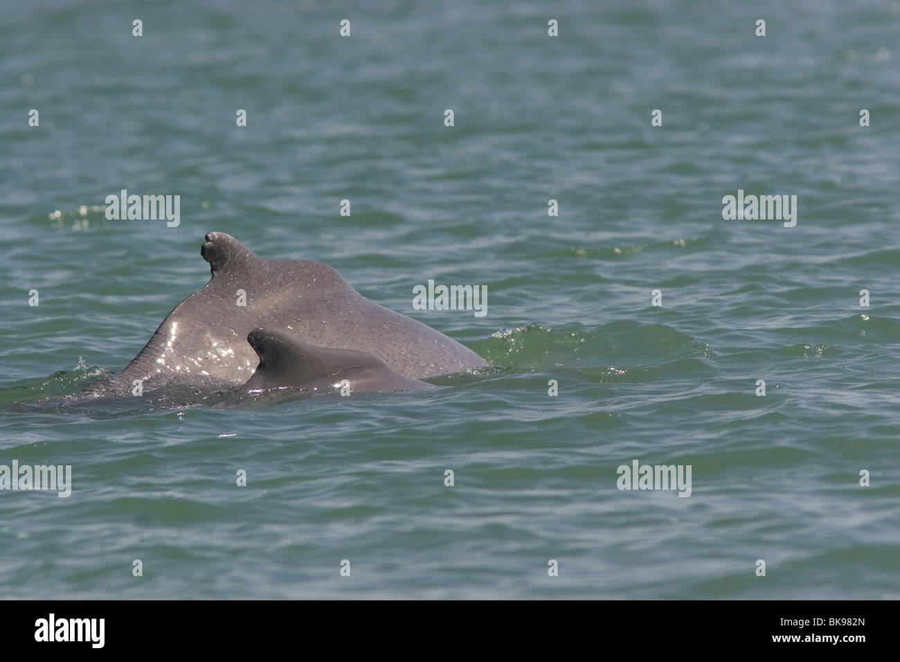 Un dauphin à bosse de l'Indo-Pacifique adultes ou des Dauphins Blancs Chinois piscine côte à côte avec son veau. Banque D'Images