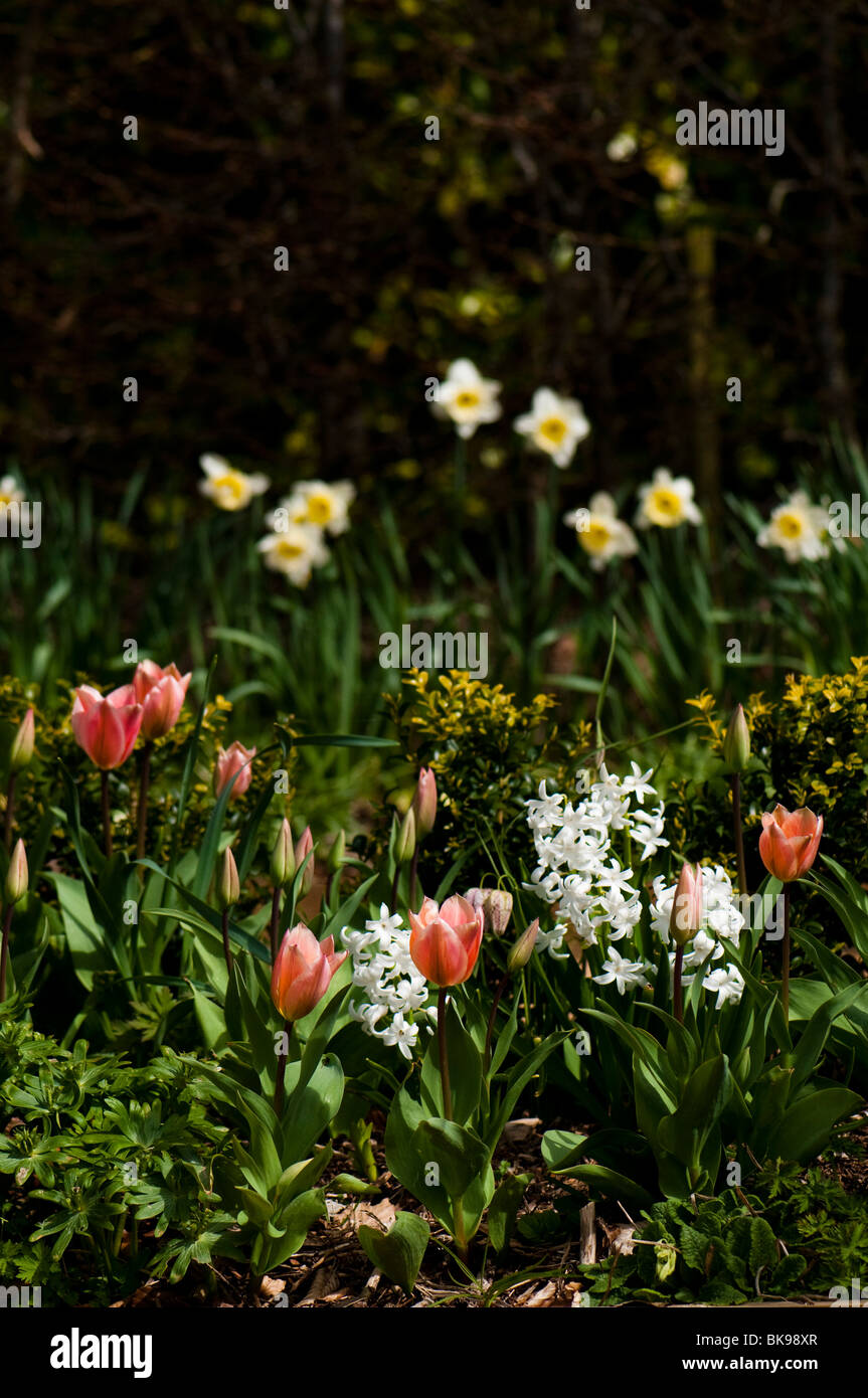 Fleurs de Printemps en fleurs à l'Painswick Rococo Garden dans les Cotswolds Banque D'Images