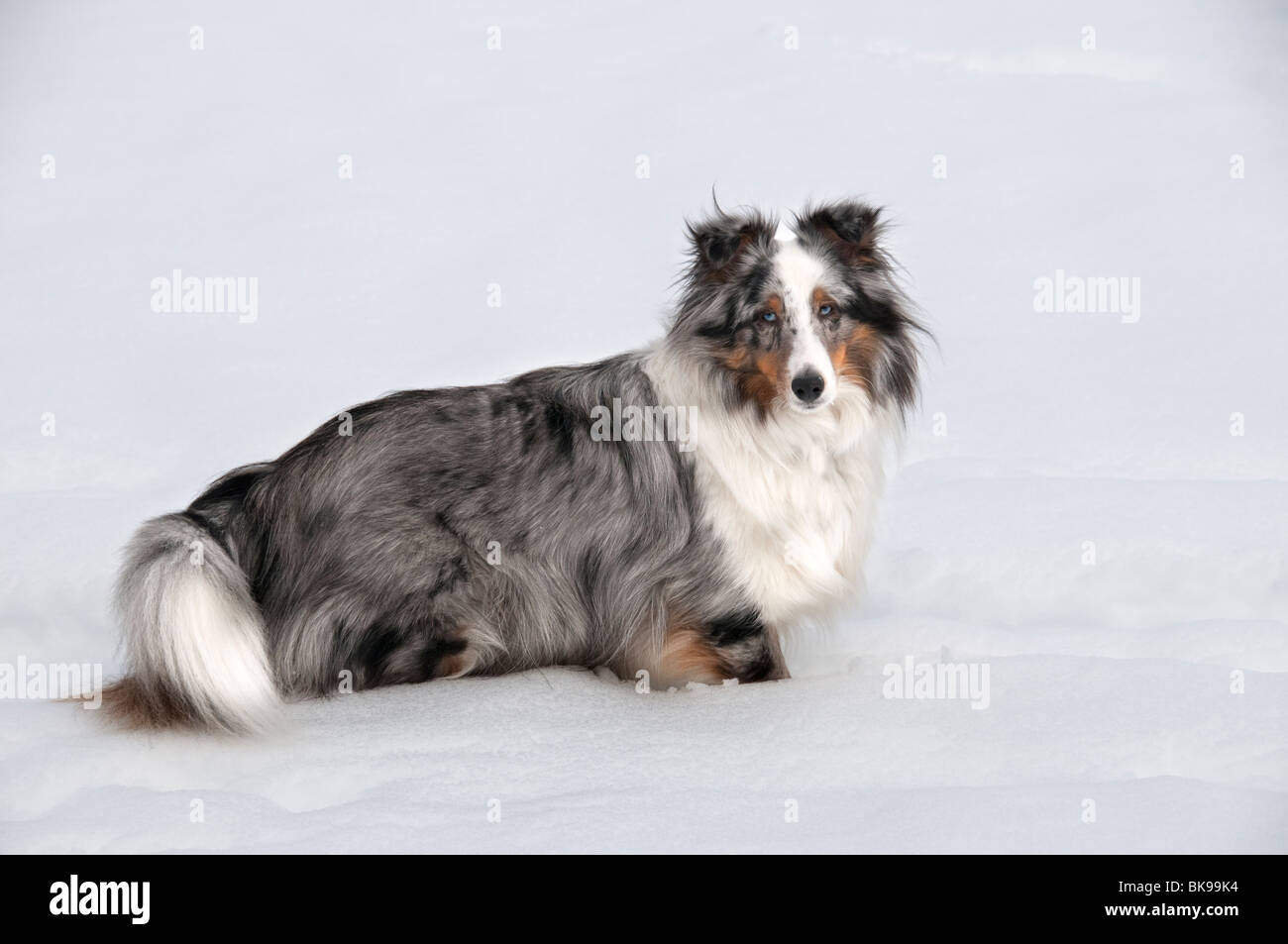 Shetland Sheepdog sur la neige. Banque D'Images