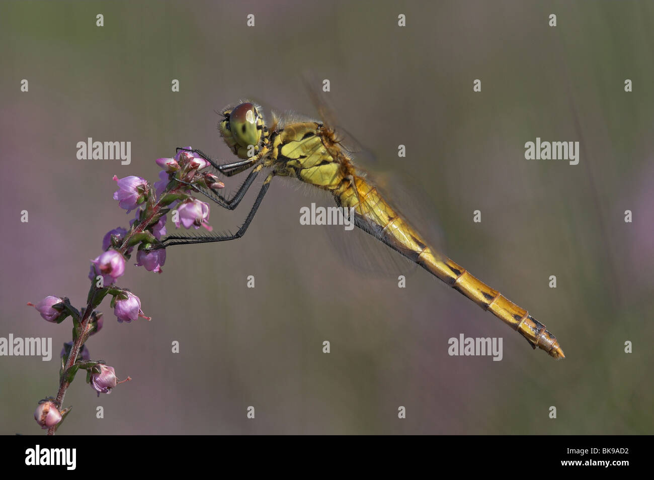 Sympetrum depressiusculum Banque D'Images