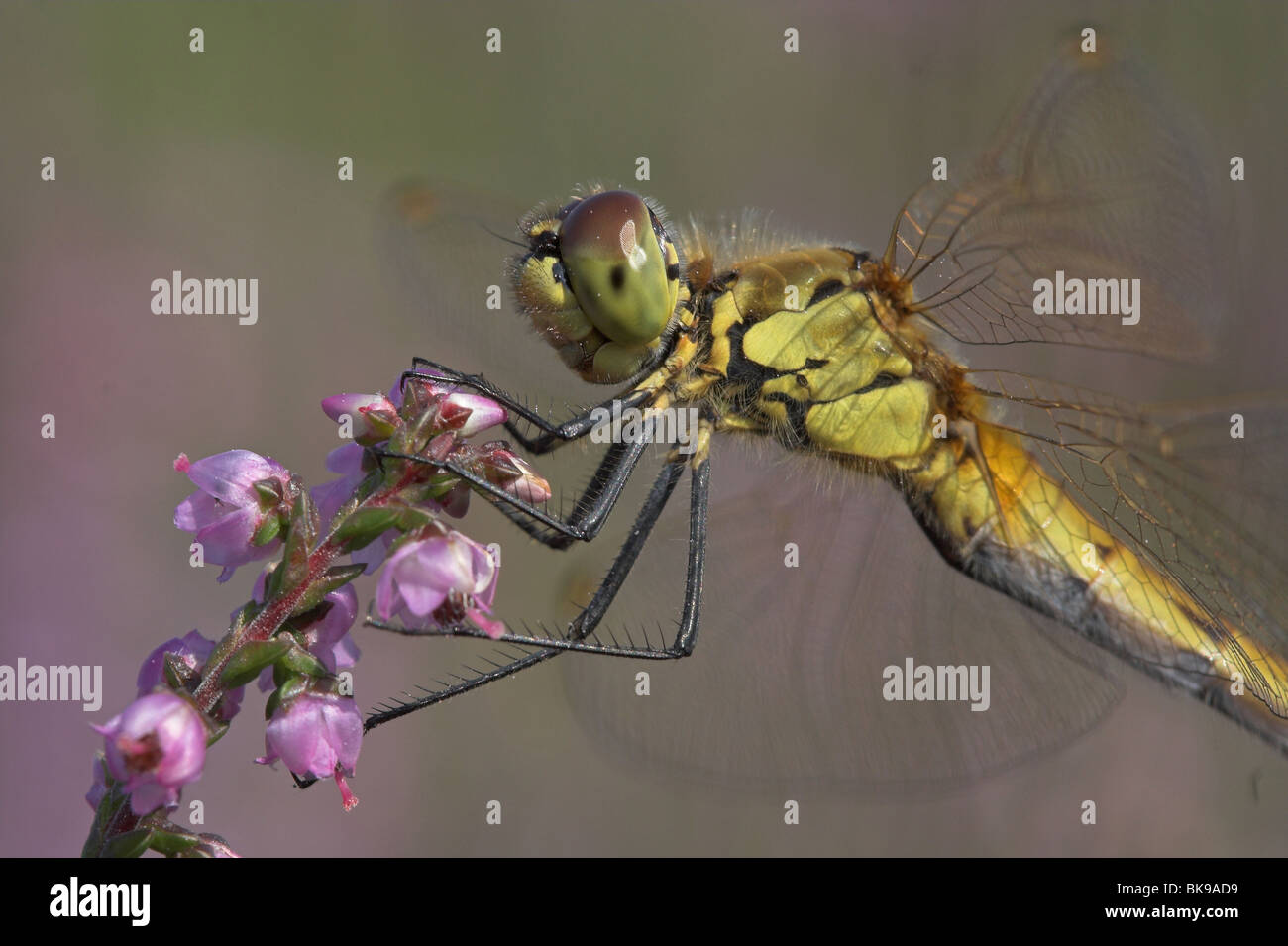 Sympetrum depressiusculum Banque D'Images