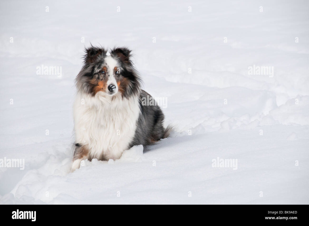Shetland Sheepdog sur la neige. Banque D'Images