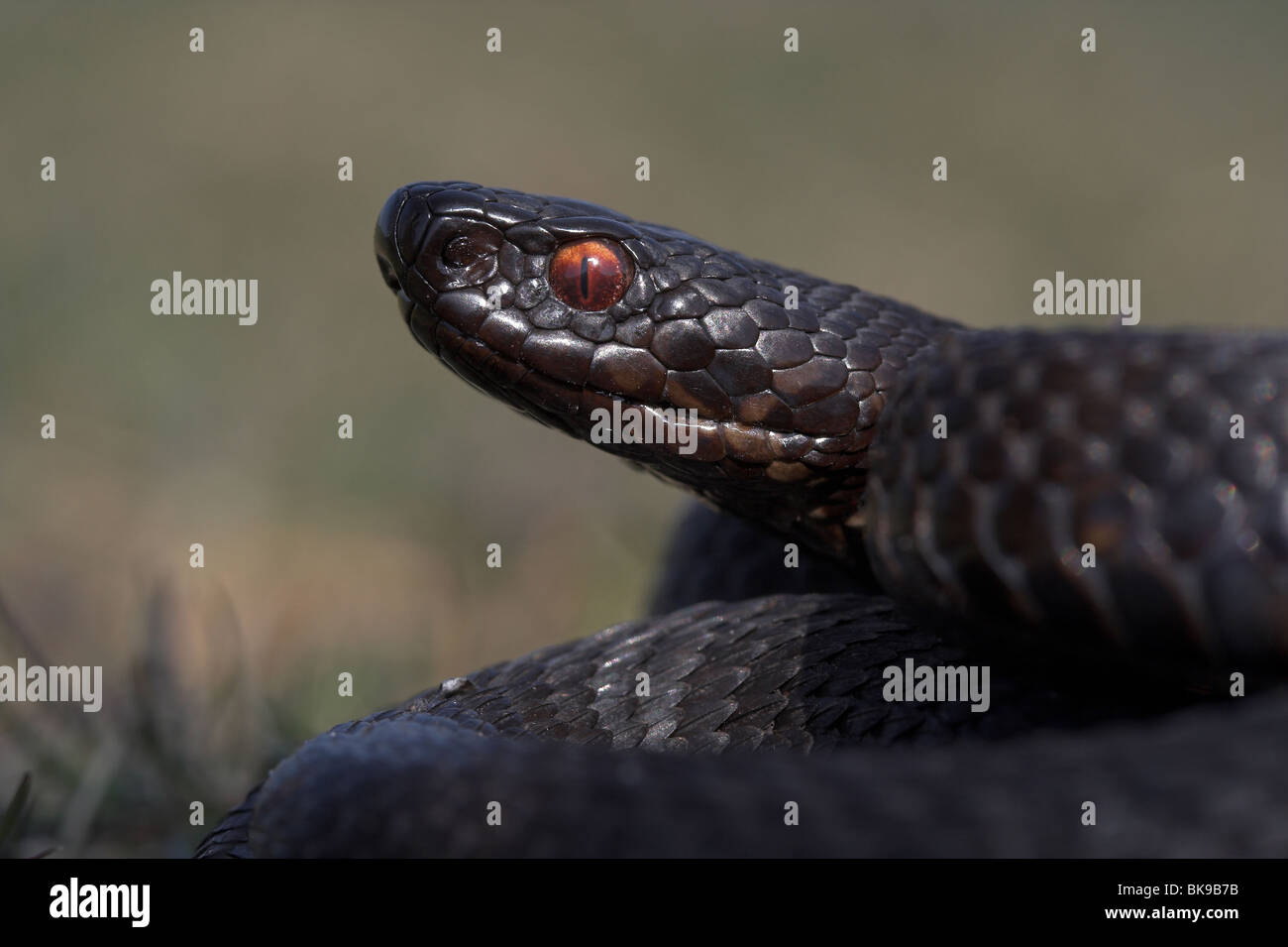 De rares melanistic (noir) Adder Banque D'Images