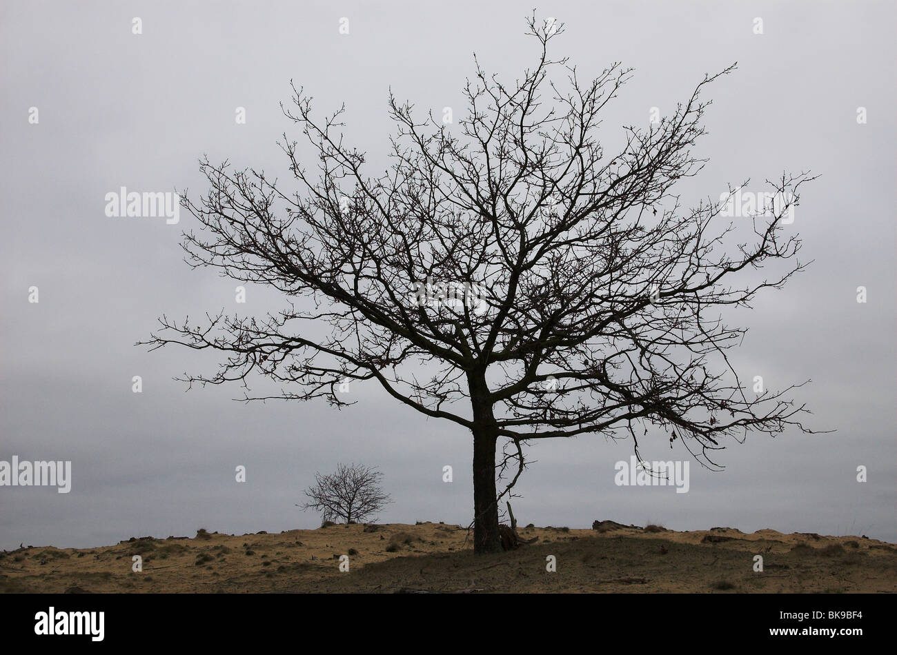 Arbres nus dans la région de sable poudreux Banque D'Images