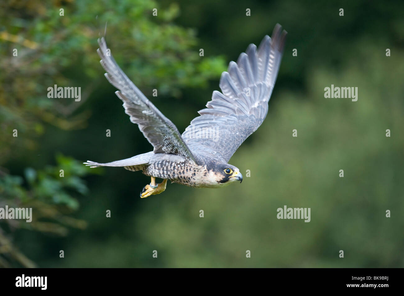 Le faucon pèlerin (Falco peregrinus), volant, Vulkan Eifel, Rhénanie-Palatinat, Allemagne, Europe Banque D'Images