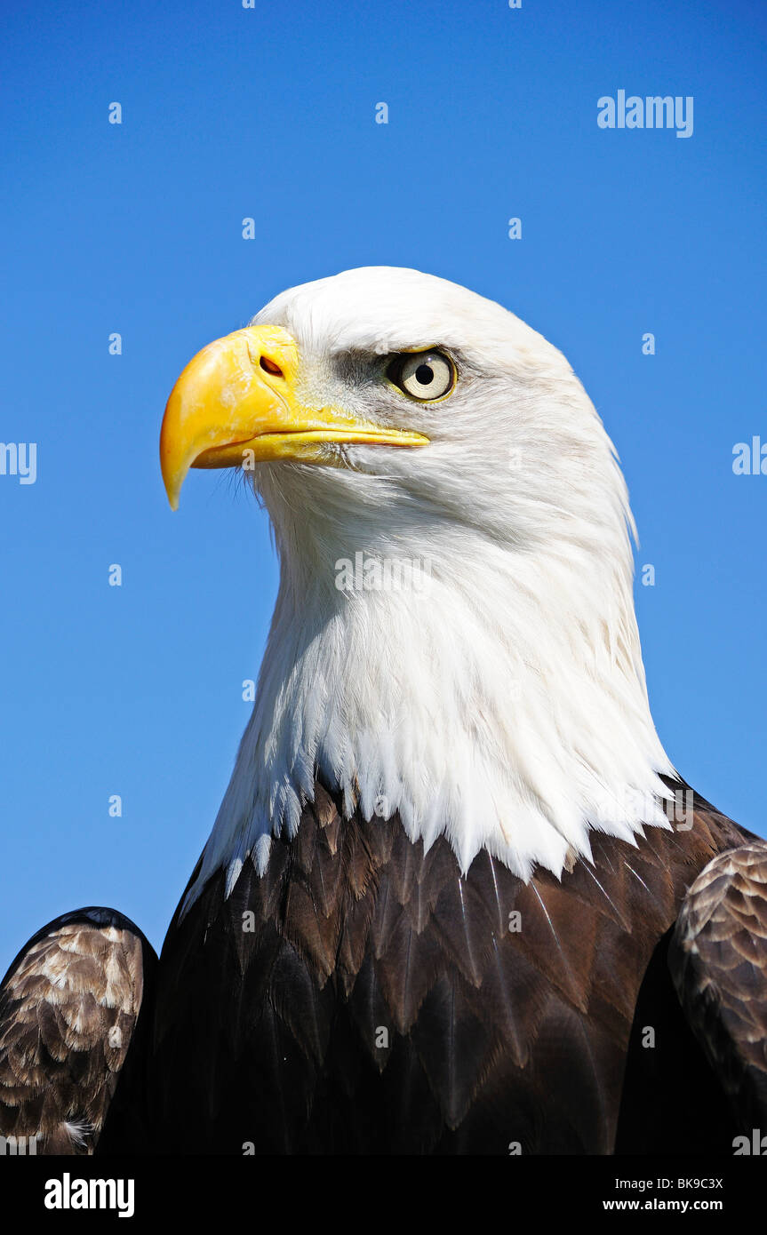 Un pygargue à tête blanche (Haliaeetus leucocephalus ) Banque D'Images