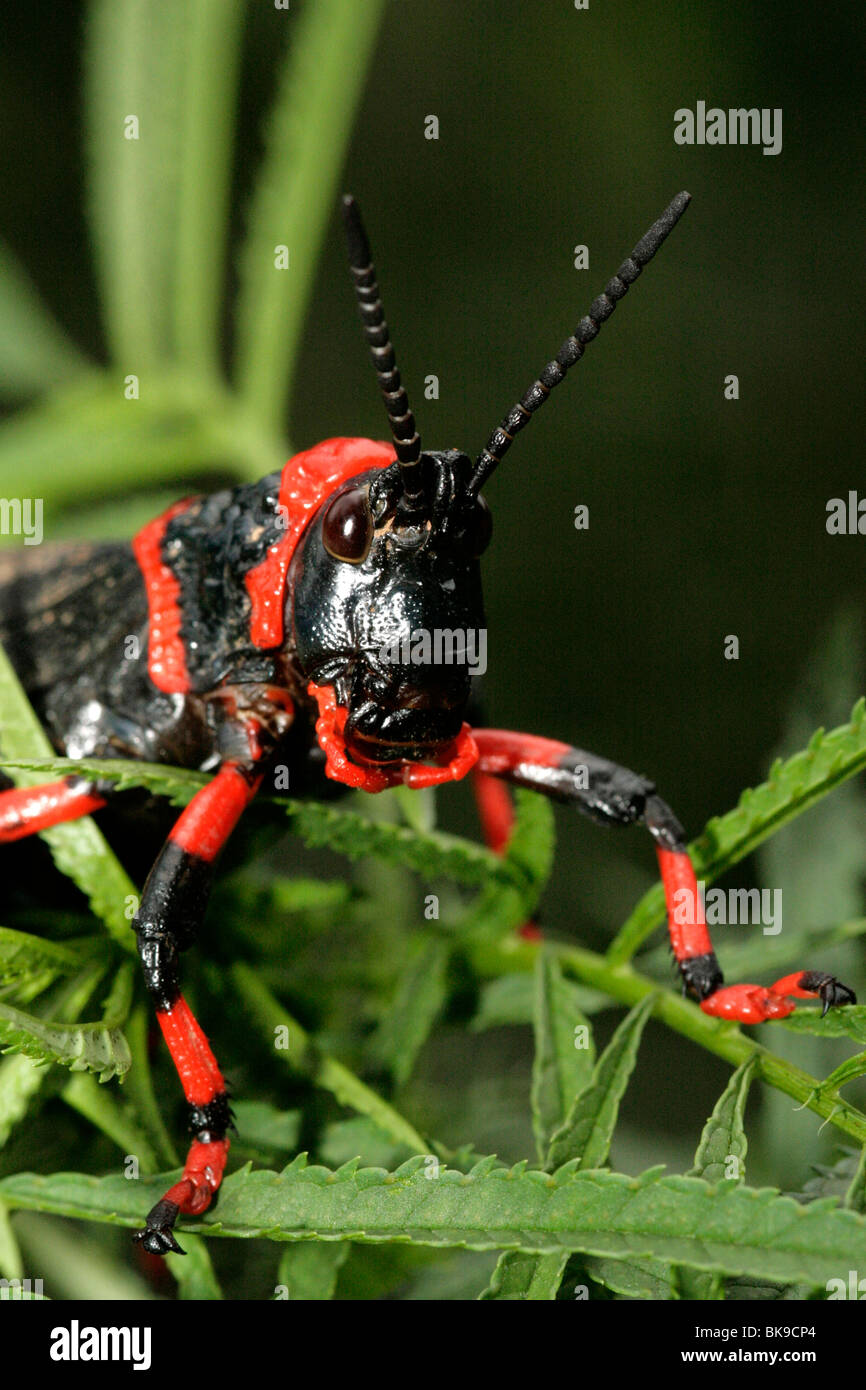 Koppie/mousse noire grasshopper - Afrique du Sud Banque D'Images
