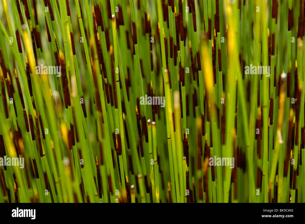 Herbes exotiques Banque D'Images