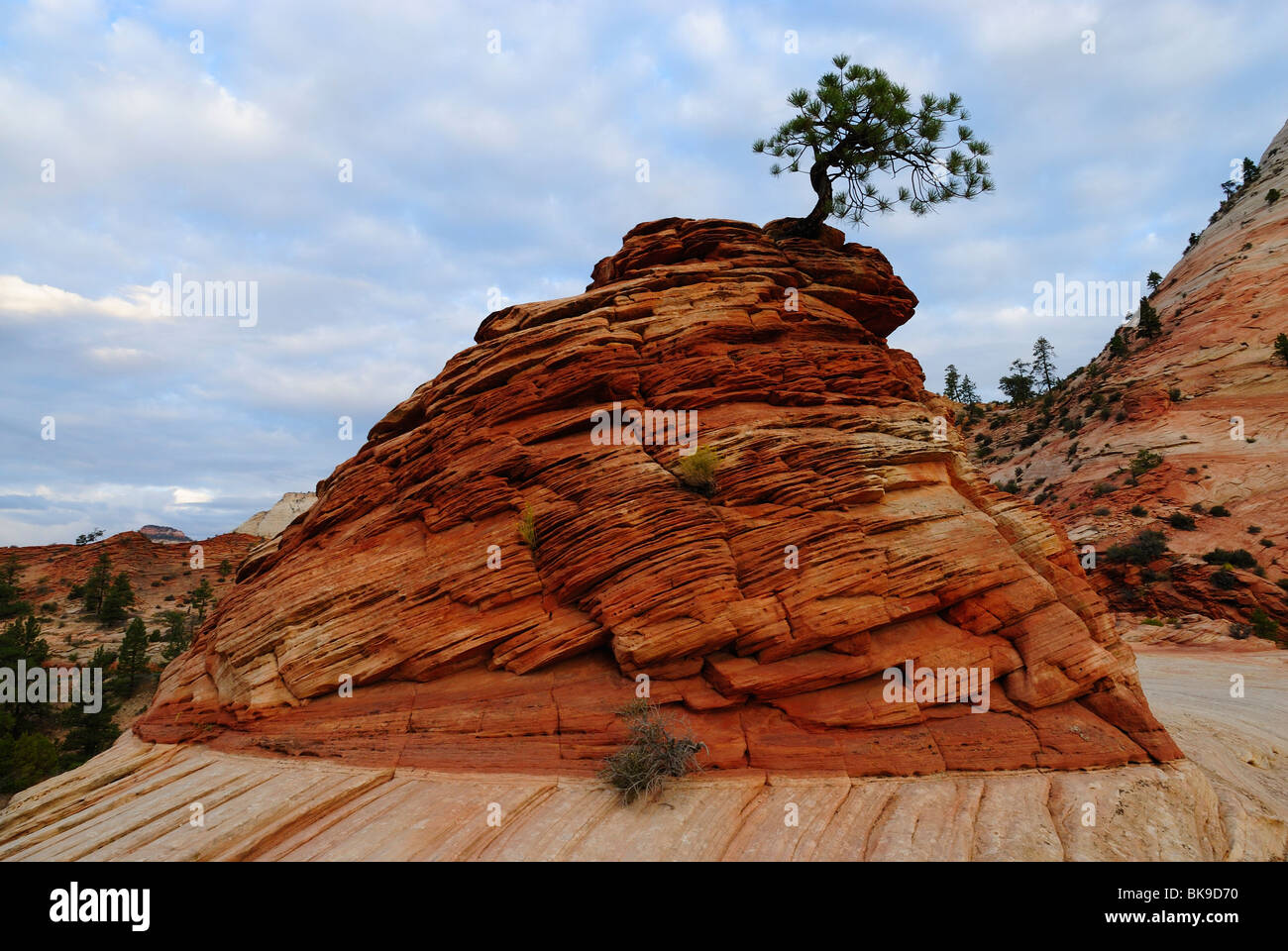 Arbre qui pousse un rocher dans la région de Zion National Park, Utah, USA Banque D'Images