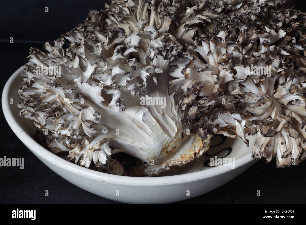 Maitake (poule des bois) Champignons Banque D'Images