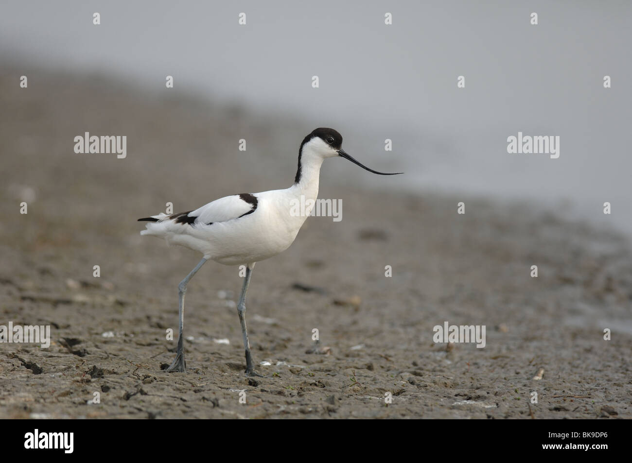 Portrait d'une Avocette Banque D'Images