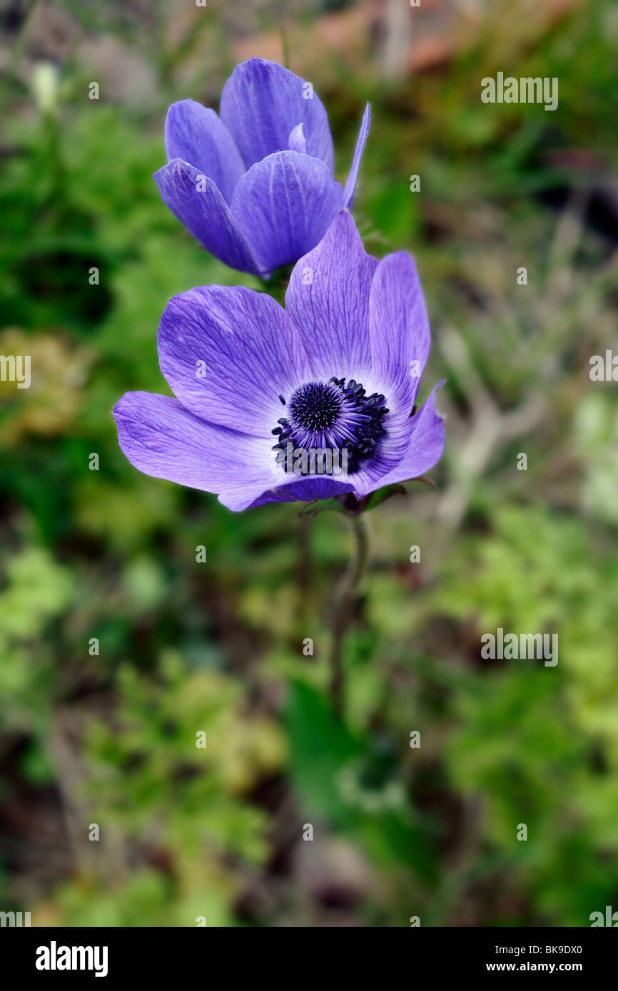 Le pavot bleu des anémones (anemone coronaria) Banque D'Images