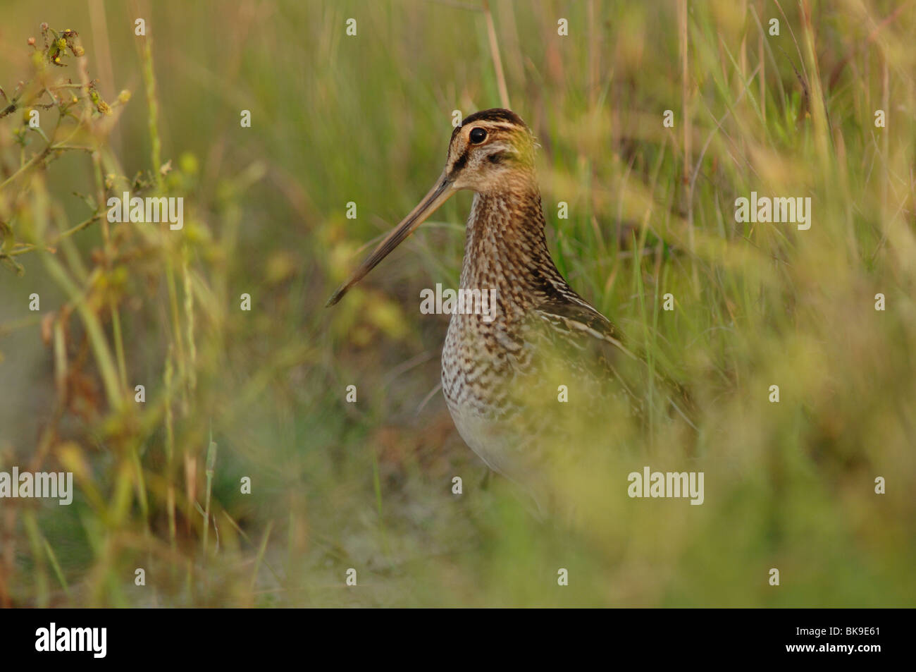 Een Watersnip blijft voordat hij begint met voedsel zoeken même dans de dekking van het hoge gras Banque D'Images