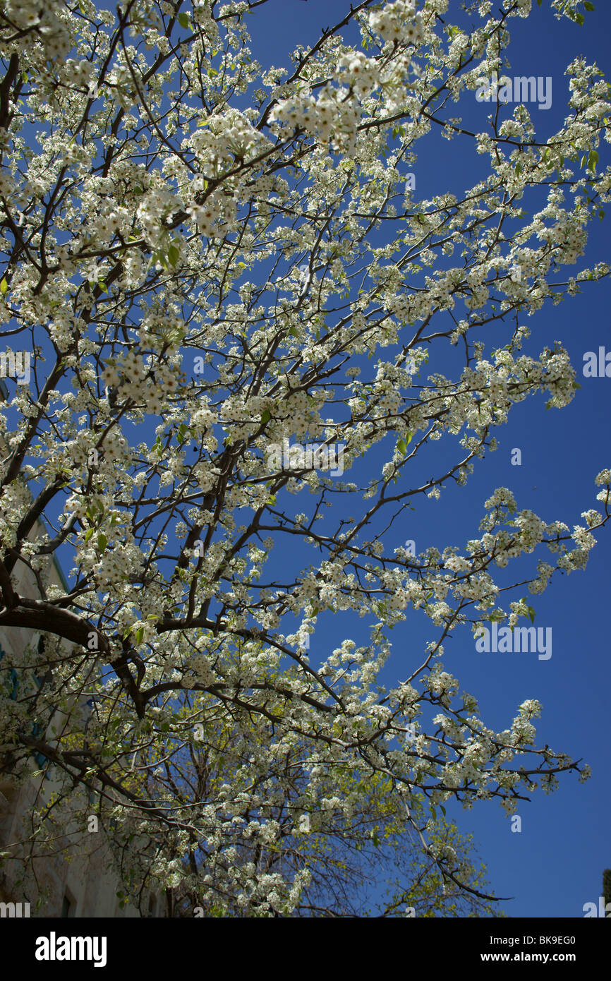 Vieux Zefat ,Safed,Tzfat,Zephath Banque D'Images