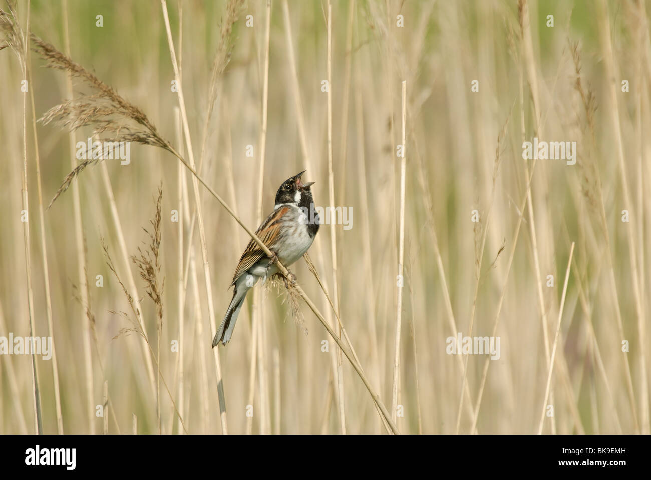 Dans reedstalk mélodieux Banque D'Images