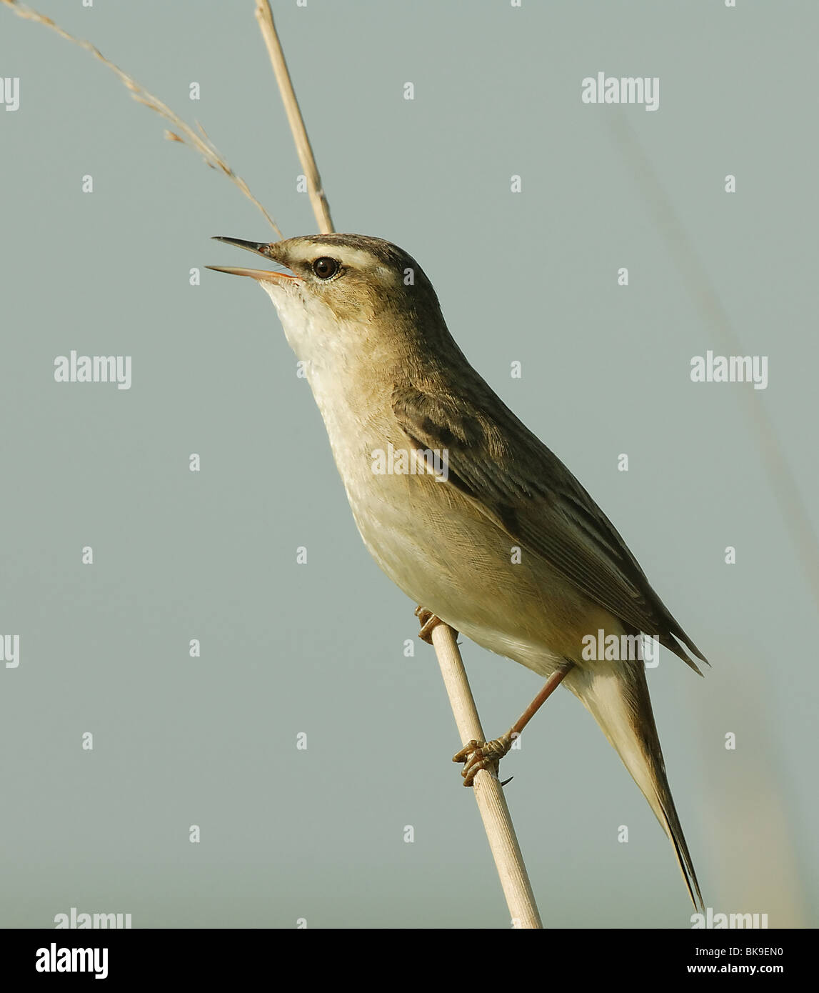 Acrocephalus schoenobaenus ; homme ; Rietzanger Phragmite des joncs homme zijaanzicht ; ;;profil fluitend rietstengel op ; gazouiller à reedstalk Banque D'Images