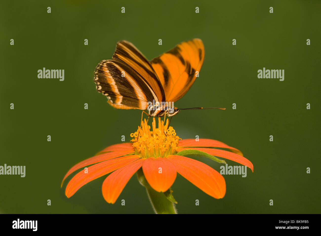 Papillon Orange Heliconian bagués (Dryadula phaetusa) féconder une fleur Banque D'Images