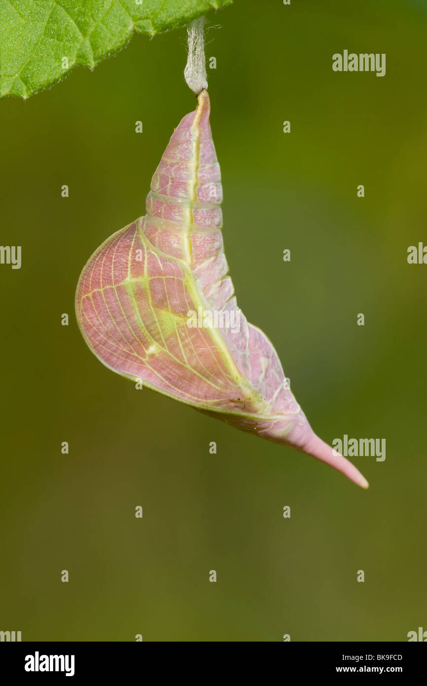 Close-up of a ciel papillon Phoebis sennae (Cocon) Banque D'Images