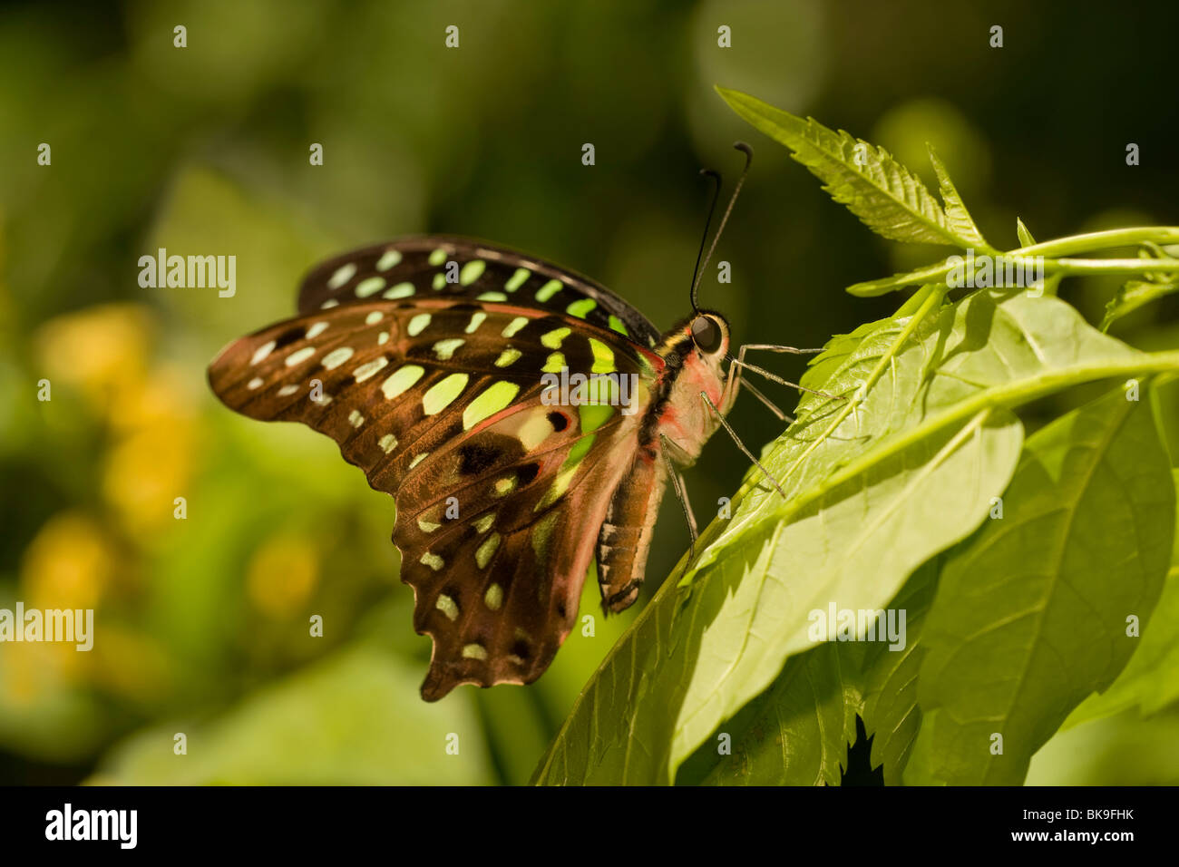 Queue Geai Graphium agamemnon (papillon) perché sur une feuille Banque D'Images