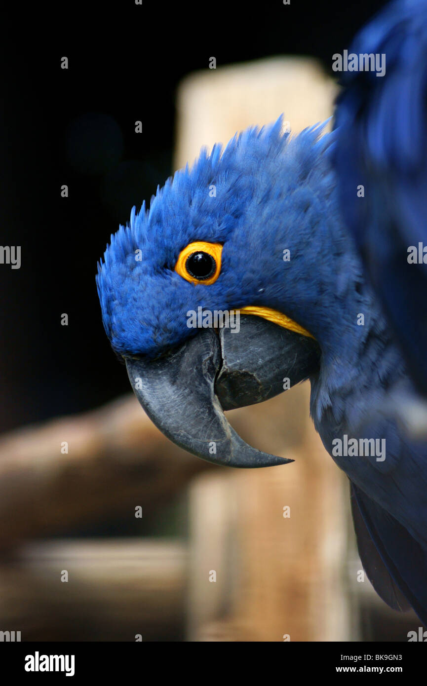 Hyacinth macaw close up Banque D'Images