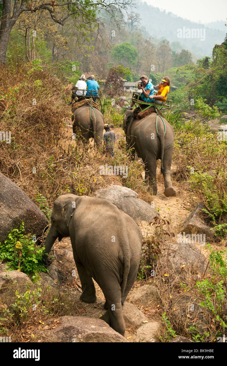 Mae Tang Tours tour d'éléphant dans les régions rurales de la province de Chiang Mai, Thaïlande. Banque D'Images
