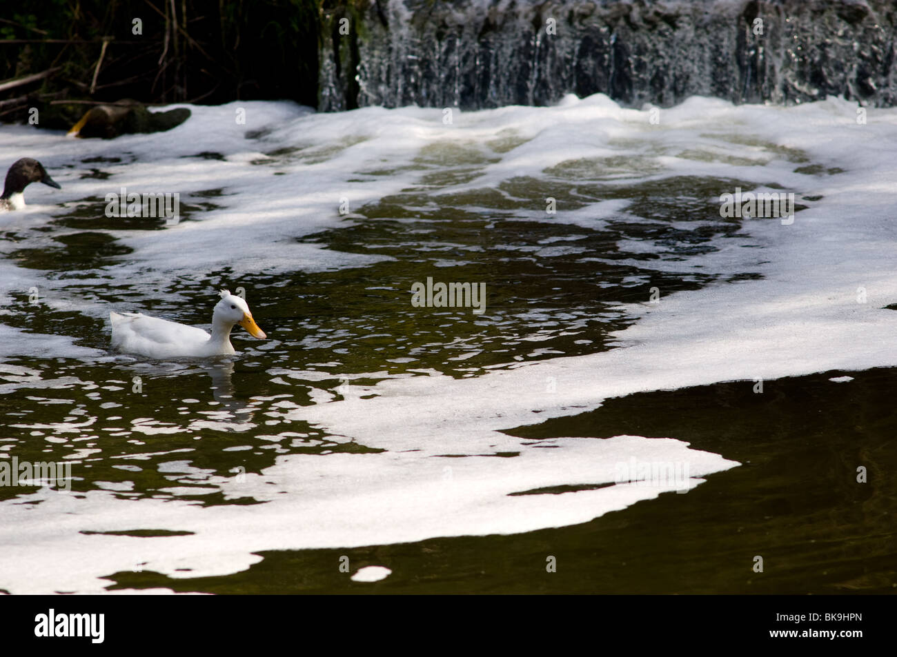 Canard blanc nageant à travers une rivière polluée Banque D'Images