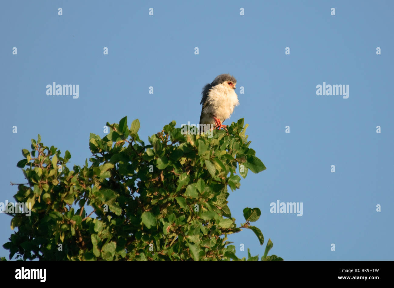 Polihierax semitorquatus Pygmy Falcon Banque D'Images