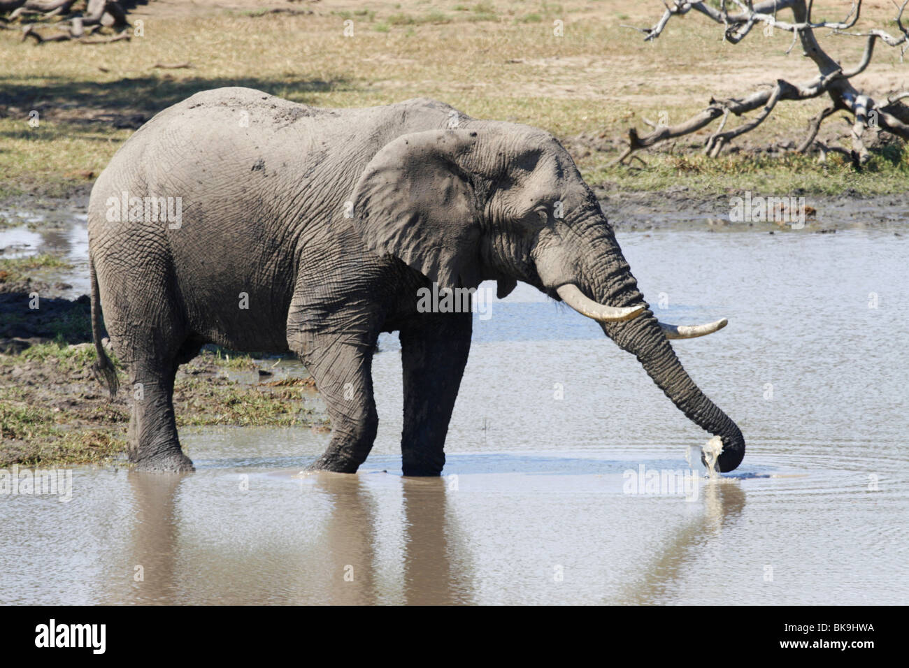 L'eau potable de l'Eléphant d'Afrique, le parc Kruger, Afrique du Sud Banque D'Images