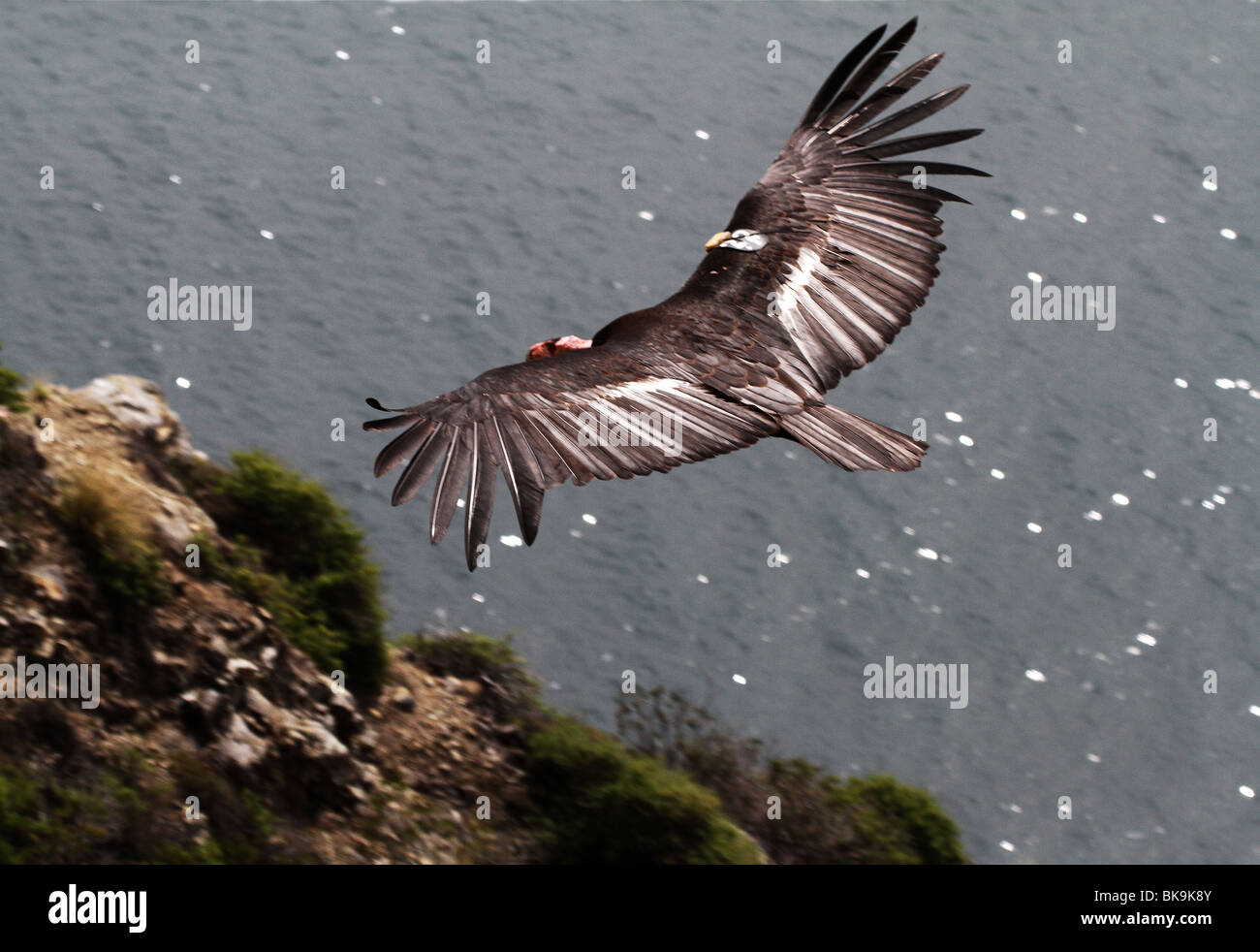 BH2-369D ; FLYING Condor de Californie Gymnogyps californianus ; Banque D'Images