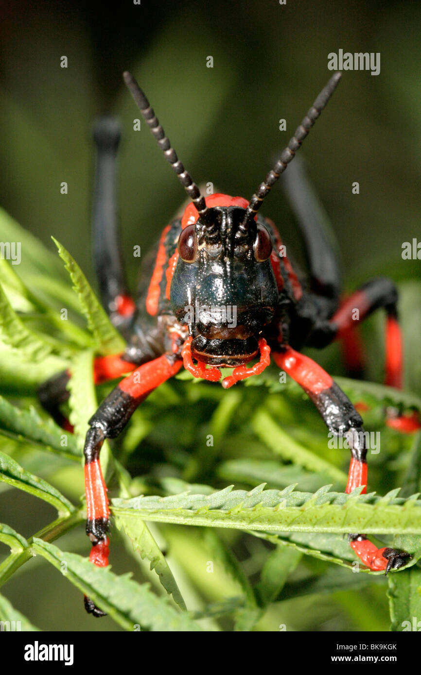 Koppie/mousse noire grasshopper - Afrique du Sud Banque D'Images