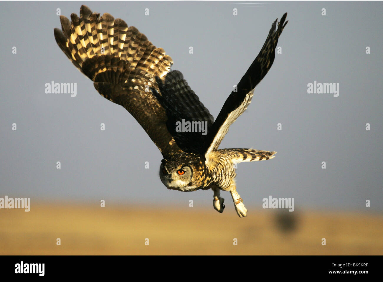 Cape Eagle Owl en vol, vol, Afrique du Sud Banque D'Images