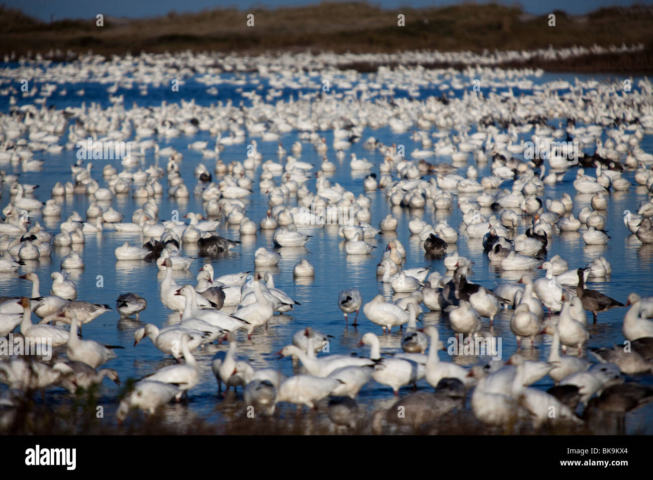 Des milliers d'oies des neiges profitez de l'après-midi à Chincoteague National Wildlife Refuge sur Assateague Island, en Virginie. Banque D'Images