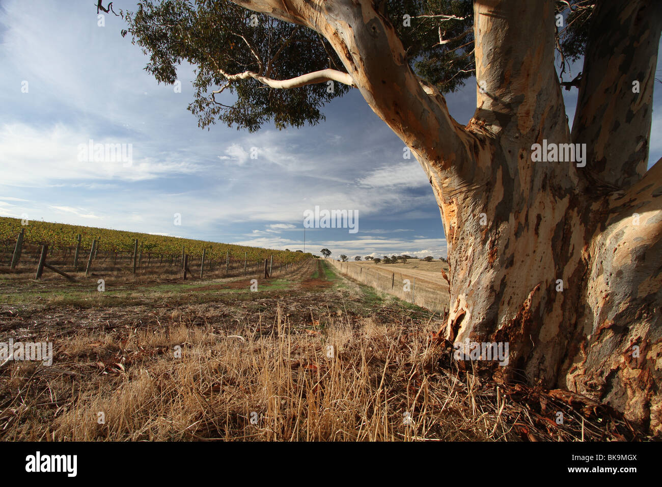 Vignoble australien avec gum tree Banque D'Images