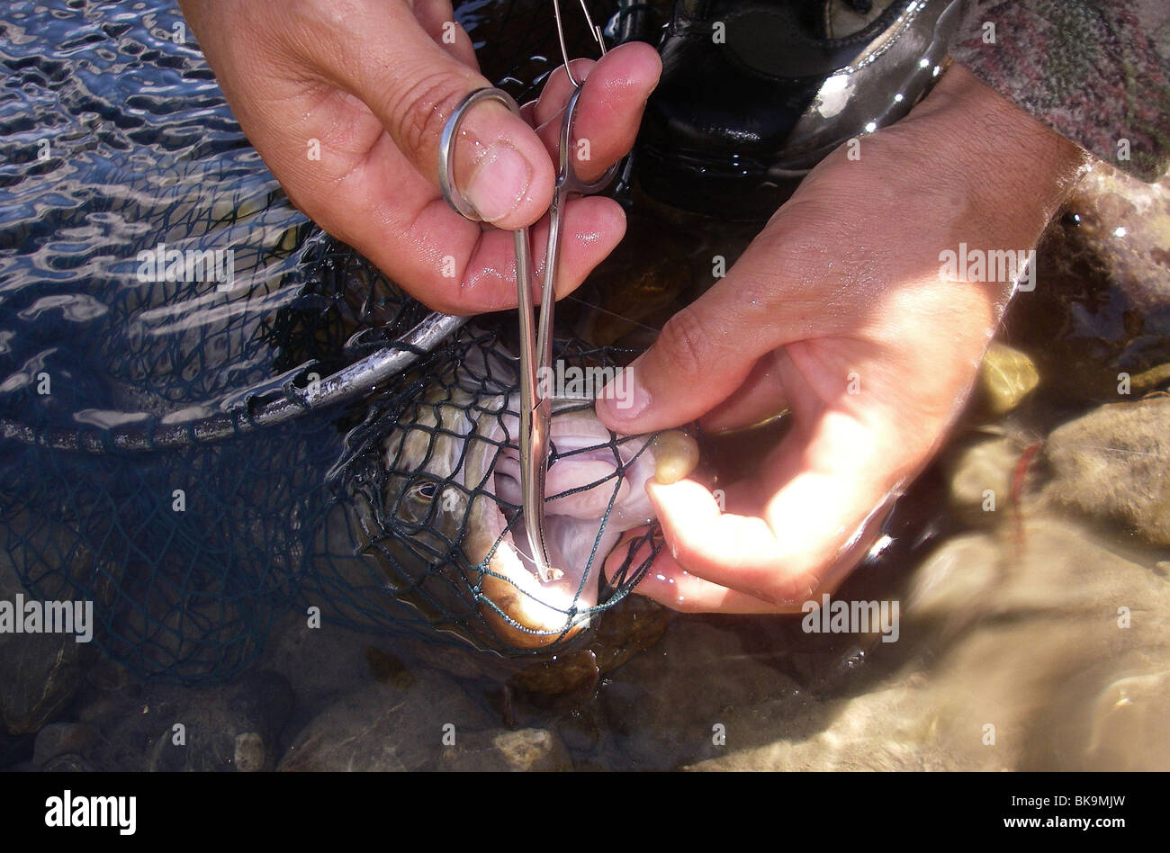 Relâcher le crochet alors que la pêche à la mouche sur la partie supérieure de la rivière Wairau, Marlborough, Nouvelle-Zélande Banque D'Images