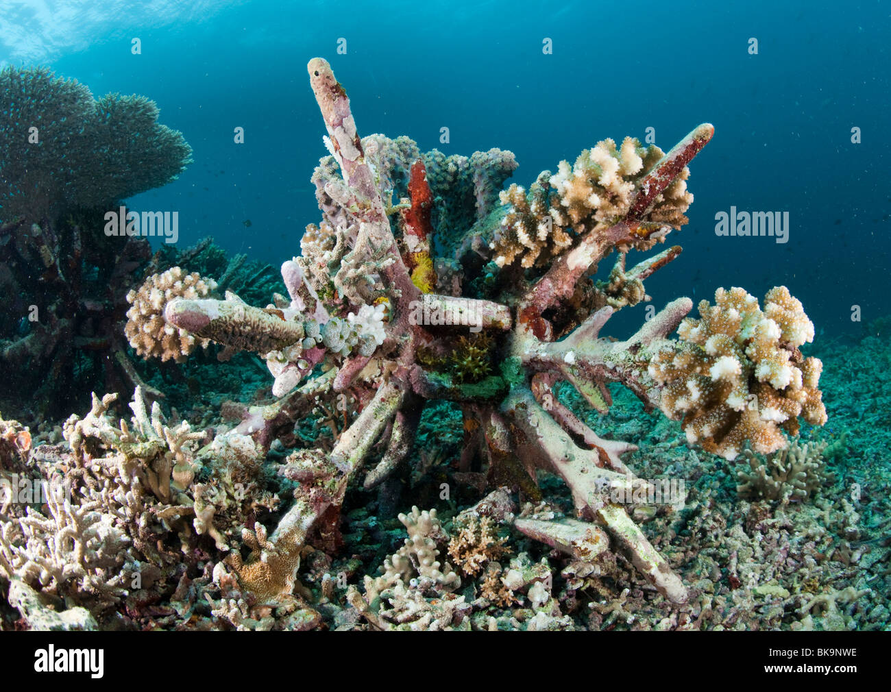Programme de conservation des récifs coralliens Les récifs coralliens, les nouvelles doivent être créées par des blocs de béton, le parc national marin de Bunaken, Banque D'Images
