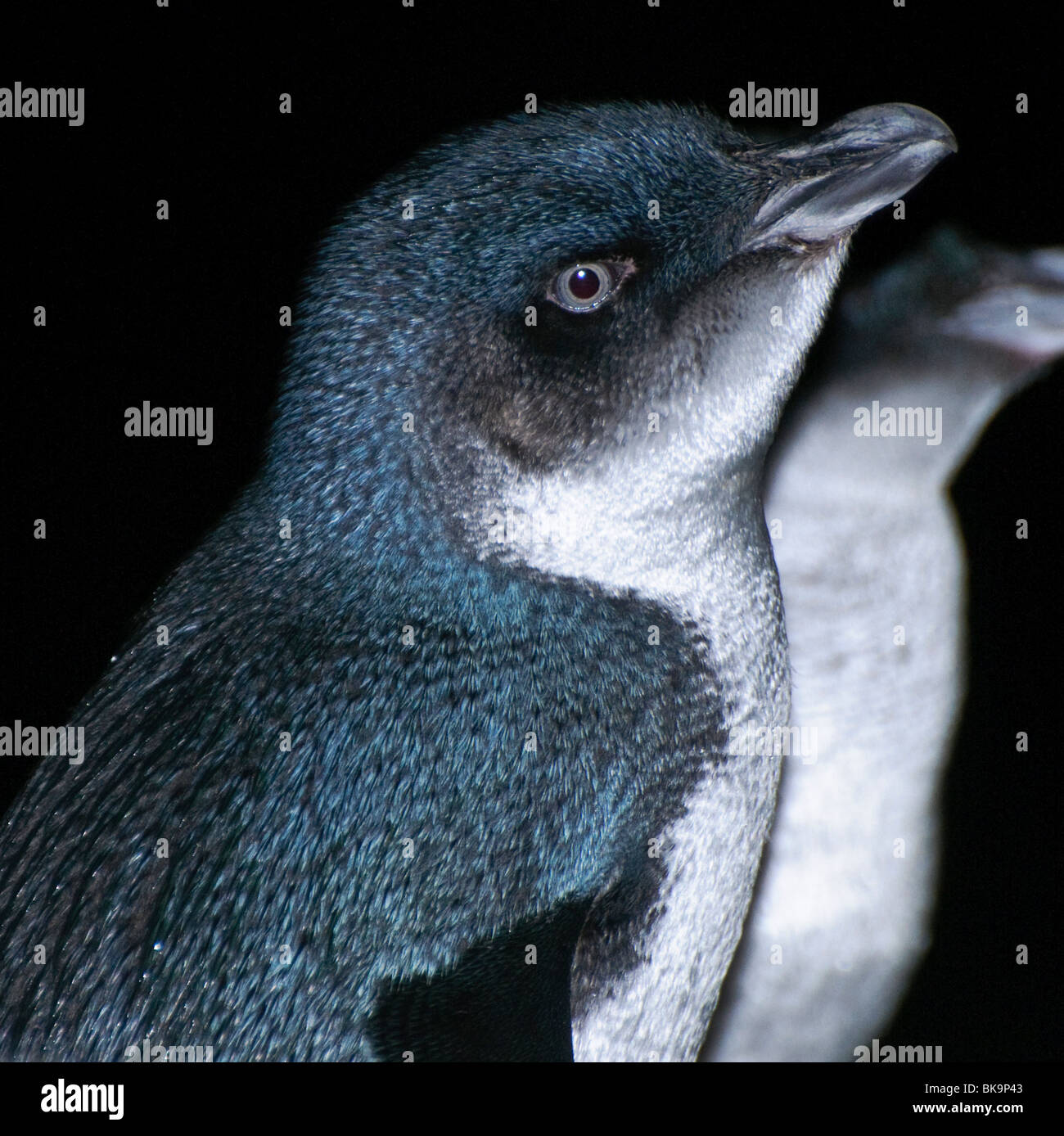 Little blue penguin [Eudyptula minor] Banque D'Images