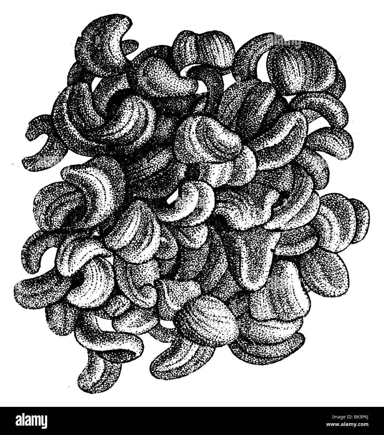 Murex Spawn Banque D'Images